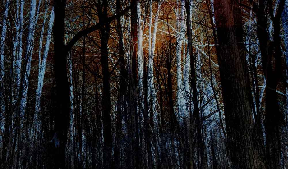 Haunted Forest